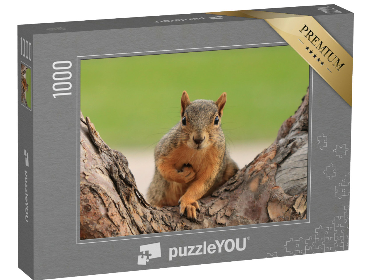 Puzzle 1000 Teile „Porträt eines Fuchshörnchens, Sciurus niger, Denver, Colorado“