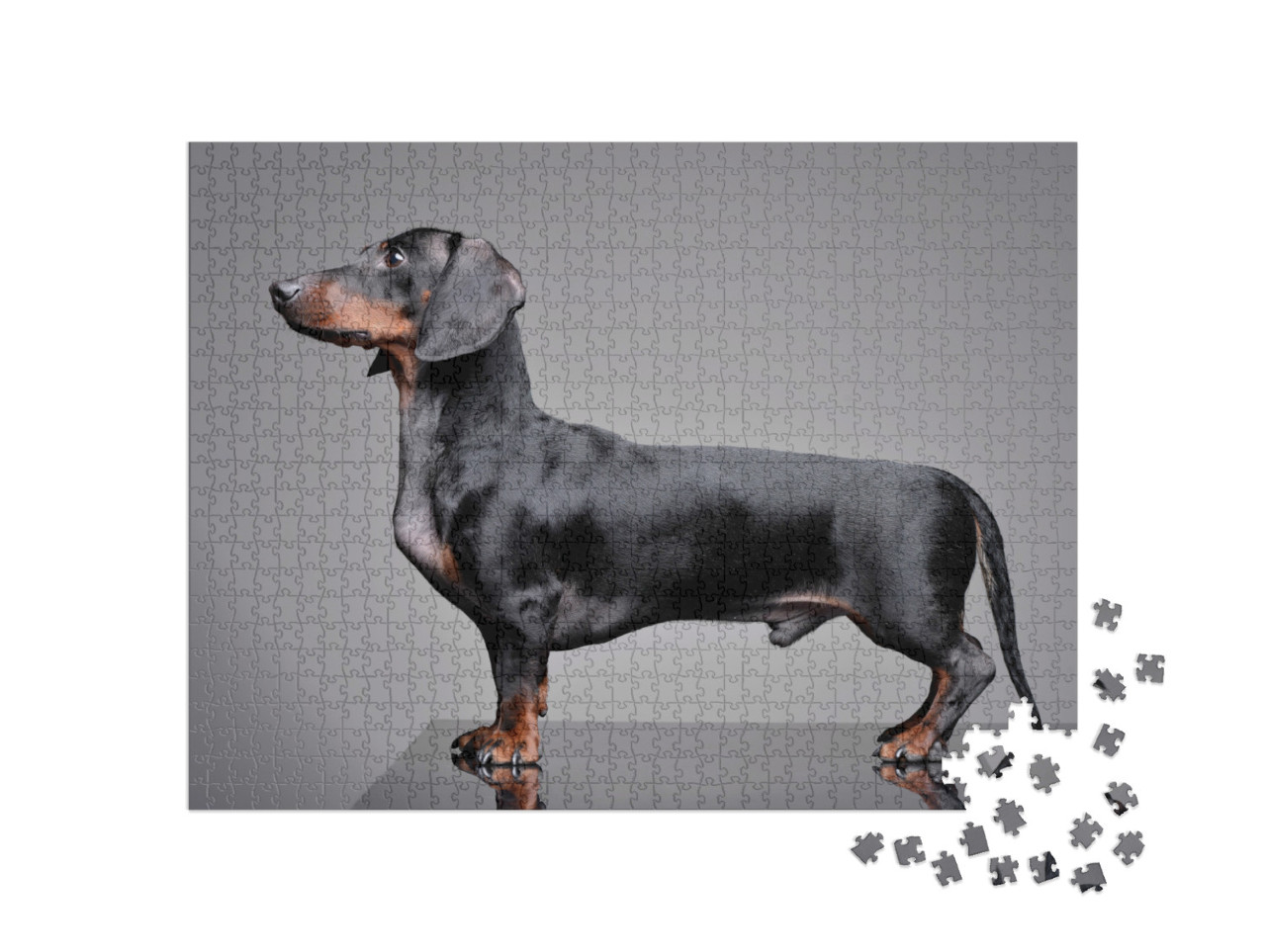 Puzzle 1000 Teile „Liebenswerter Dackel  “