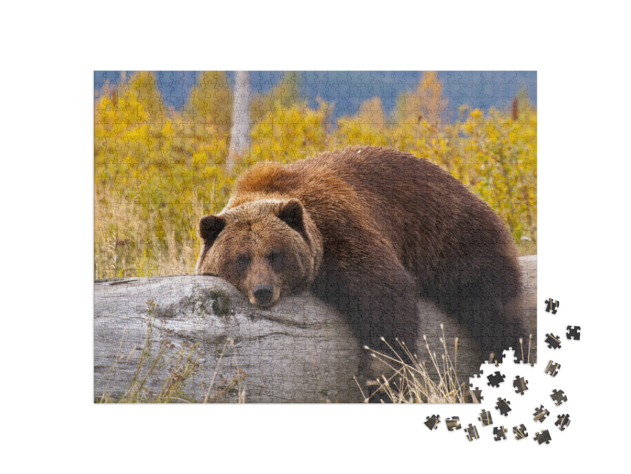 Puzzle 1000 Teile „Grizzlybär, Alaska“