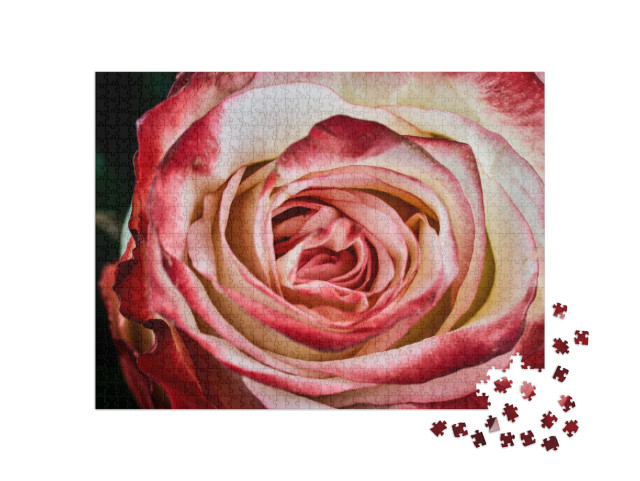 Puzzle 1000 Teile „Rote und weiße Rose “