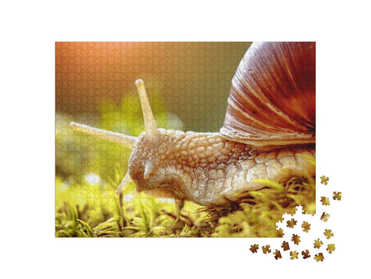 Puzzle 1000 Teile „Nahaufnahme einer Weinbergschnecke“