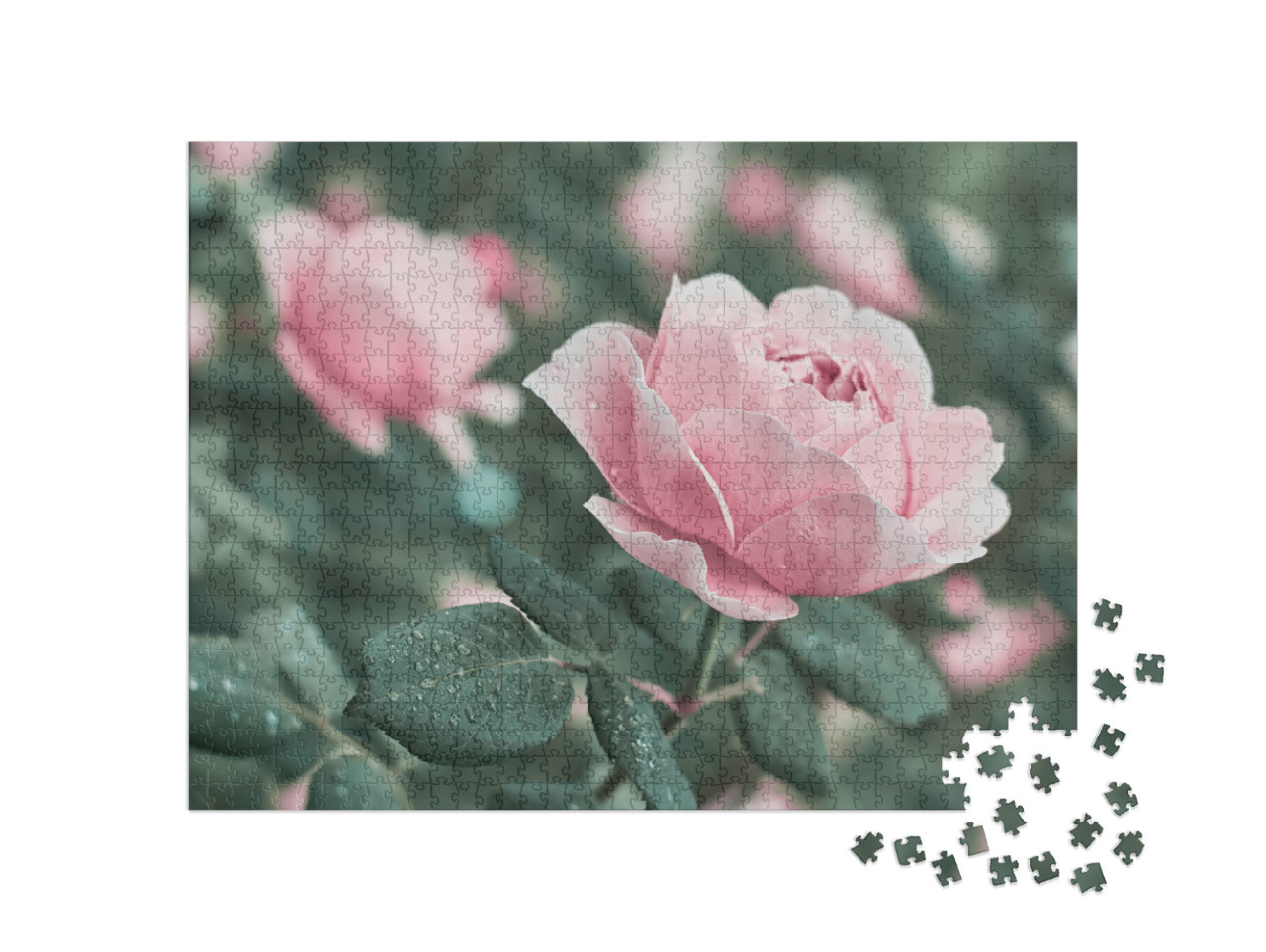 Puzzle 1000 Teile „Rosa Rosen in der Natur“