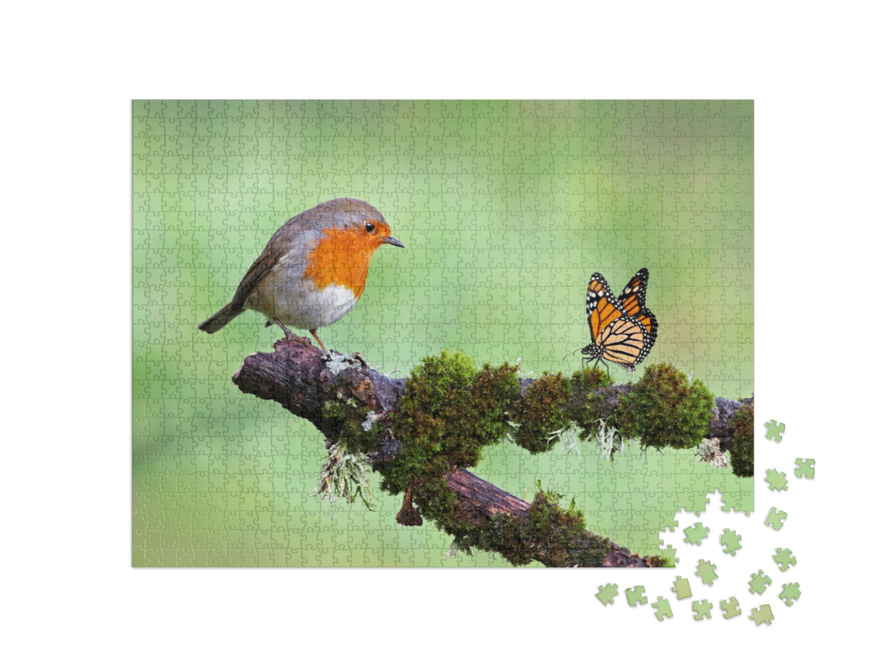 Puzzle 1000 Teile „Rotkehlchen und Schmetterling“