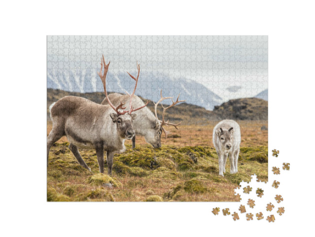 Puzzle 1000 Teile „Rentierfamilie beim Grasen, Spitzbergen“