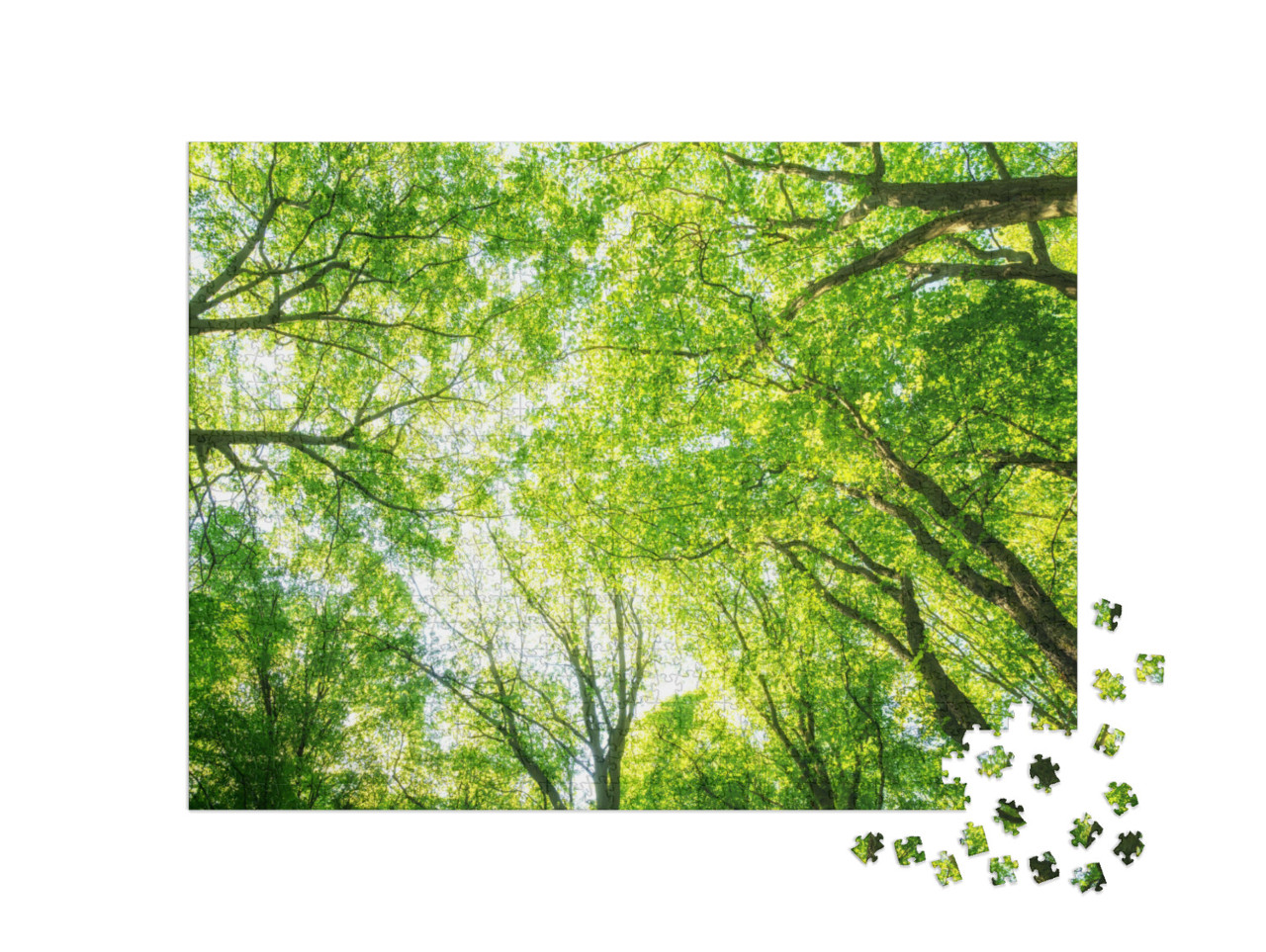 Puzzle 1000 Teile „Baumkronen leuchten wie grünes Feuer“