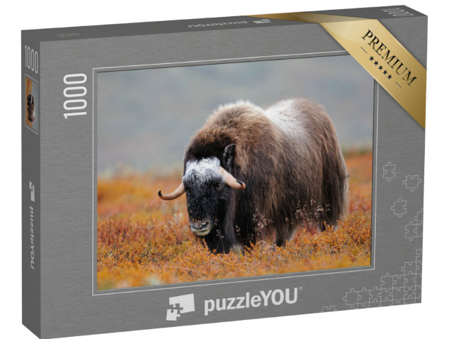 Puzzle 1000 Teile „Moschusochse in einer Herbstlandschaft, Dovrefjell, Norwegen“