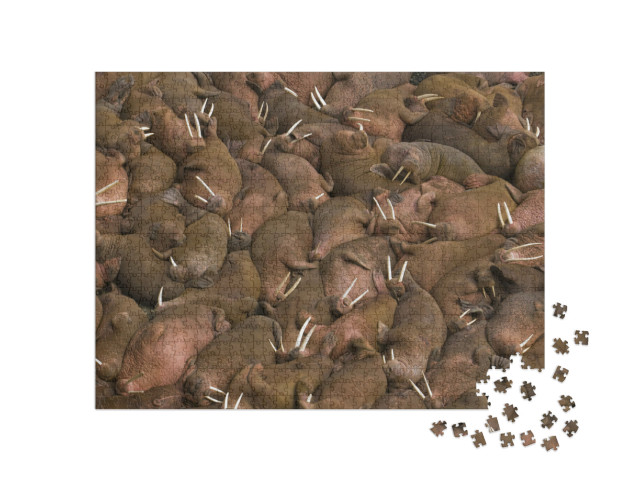 Puzzle 1000 Teile „Walrosse beim gemeinsamen Sonnenbad auf Round Island, Alaska, USA“