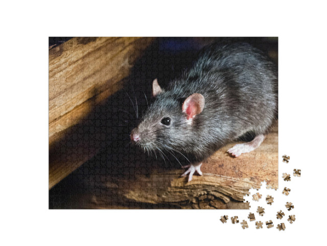 Puzzle 1000 Teile „Die schwarze Ratte, auch bekannt als Schiffsratte oder Hausratte“