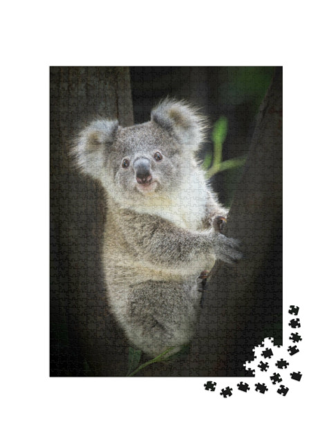 Puzzle 1000 Teile „Koala im Zoo“