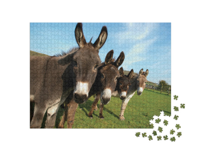 Puzzle 1000 Teile „Gruppe von Eseln auf einem Feld“