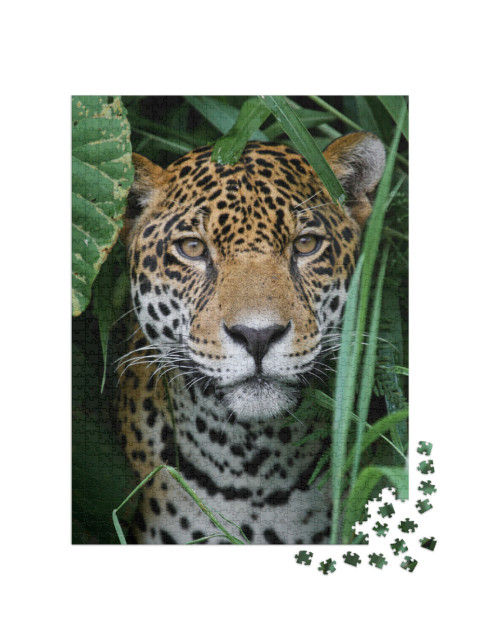 Puzzle 1000 Teile „Jaguar im Amazonas-Dschungel“