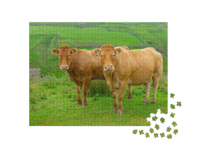 Puzzle 1000 Teile „Zwei schöne Limousin-Kühe auf den High Fells bei Keld in North Yorkshire“