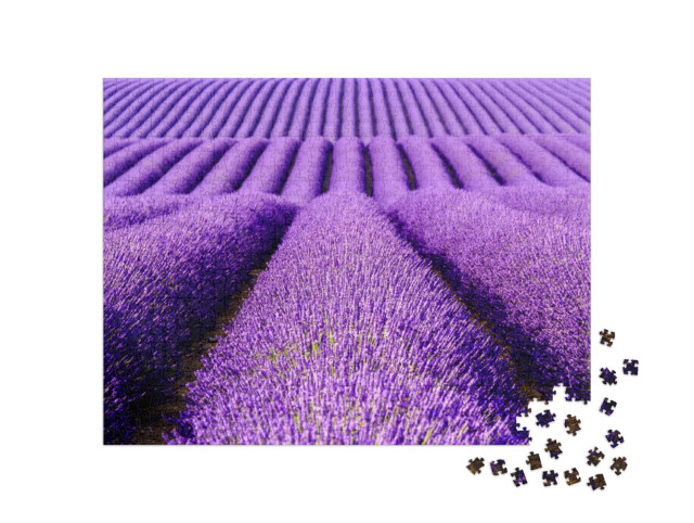 Puzzle 1000 Teile „Lavendelblüten auf der Hochebene von Valensole, Provence, Frankreich“
