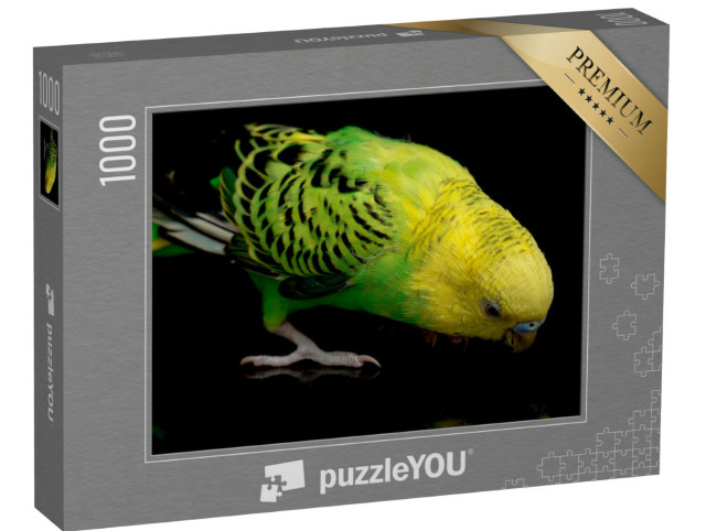 Puzzle 1000 Teile „Ein grüngelber Wellensittich in Nahaufnahme“