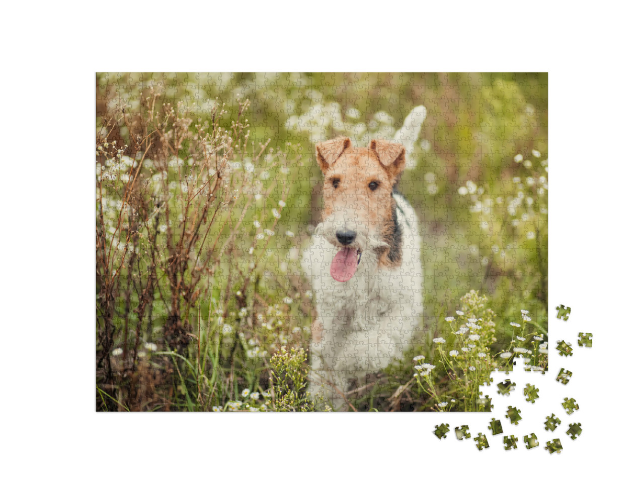 Puzzle 1000 Teile „Foxterrier in der Natur“
