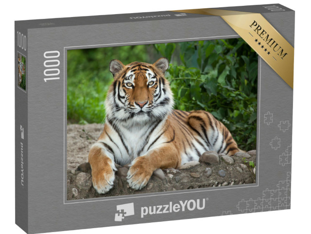 Puzzle 1000 Teile „Sibirischer Tiger, auch bekannt als Amur-Tiger“
