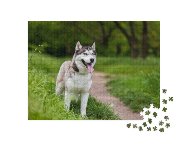 Puzzle 1000 Teile „Aufmerksamer Sibierischer Husky“