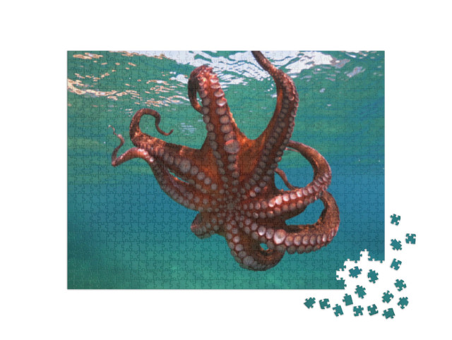 Puzzle 1000 Teile „Oktopusse schwimmen in tropischer Bucht“