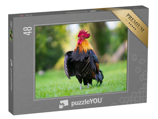 Puzzle 48 Teile „Imposanter Hahn auf der Wiese“