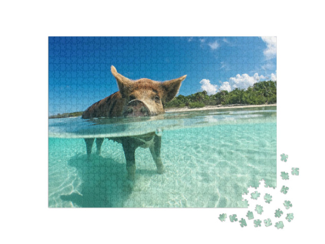 Puzzle 1000 Teile „Wasserbegeistertes Wildschwein auf den Bahamas, Karibik“