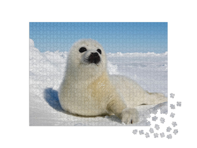 Puzzle 1000 Teile „Baby Sattelrobbe, Magdaleneninseln“
