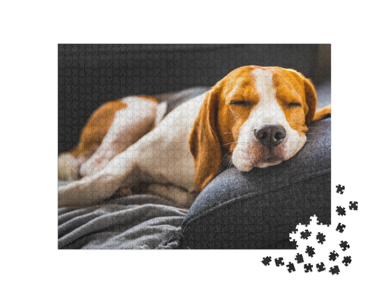 Puzzle 1000 Teile „Ein Beagle auf dem Sofa “