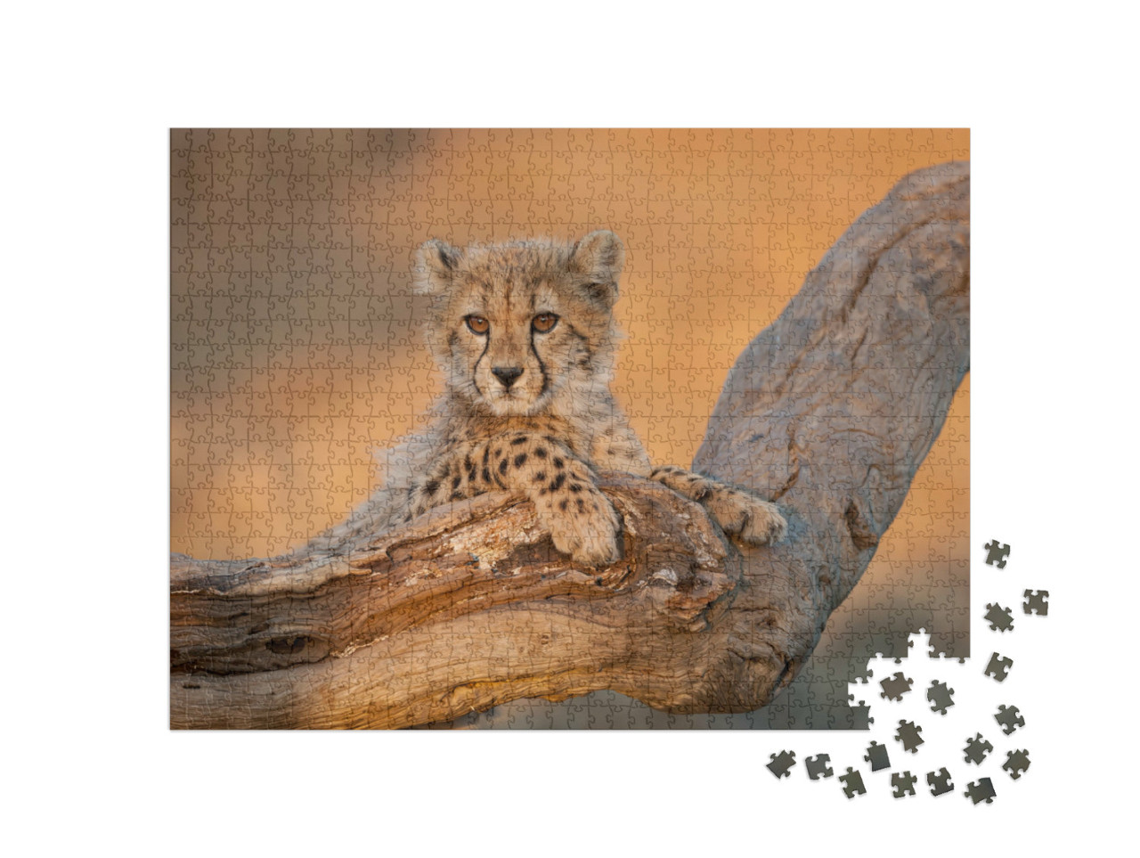 Puzzle 1000 Teile „Gepardenbabys auf einem Ast im Kruger Park, Südafrika“