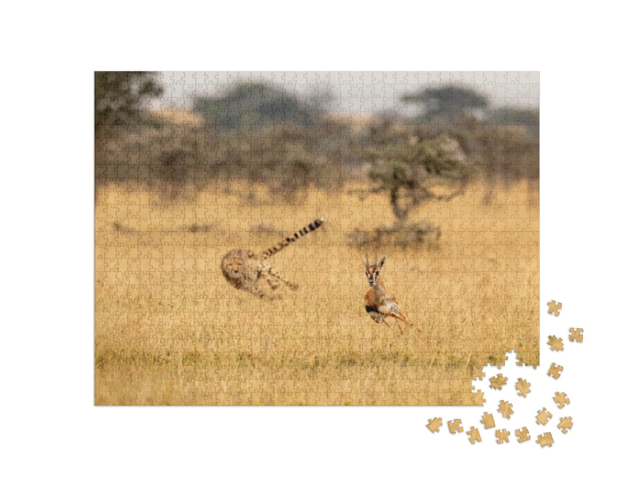 Puzzle 1000 Teile „Gepard auf der Jagd“