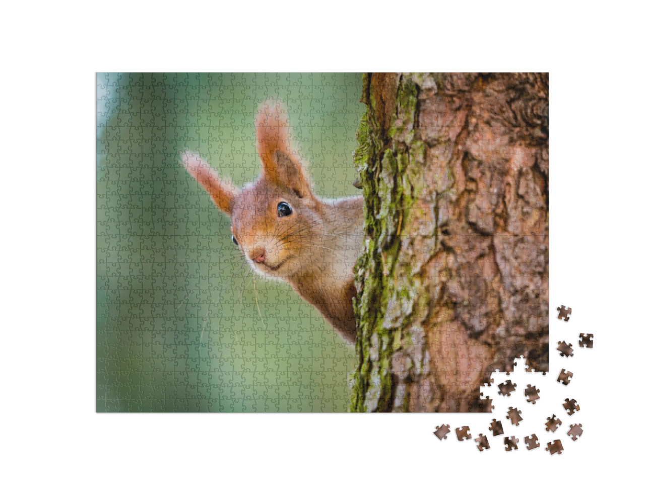 Puzzle 1000 Teile „Neugieriges rotes Eichhörnchen lugt hinter dem Baumstamm hervor“