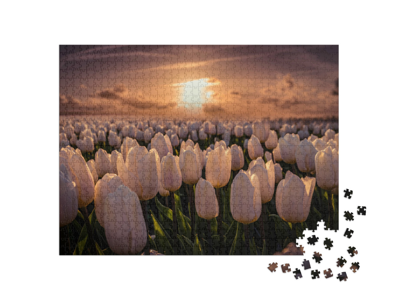 Puzzle 1000 Teile „Sonnenuntergang auf dem Tulpenfeld, Niederlande“