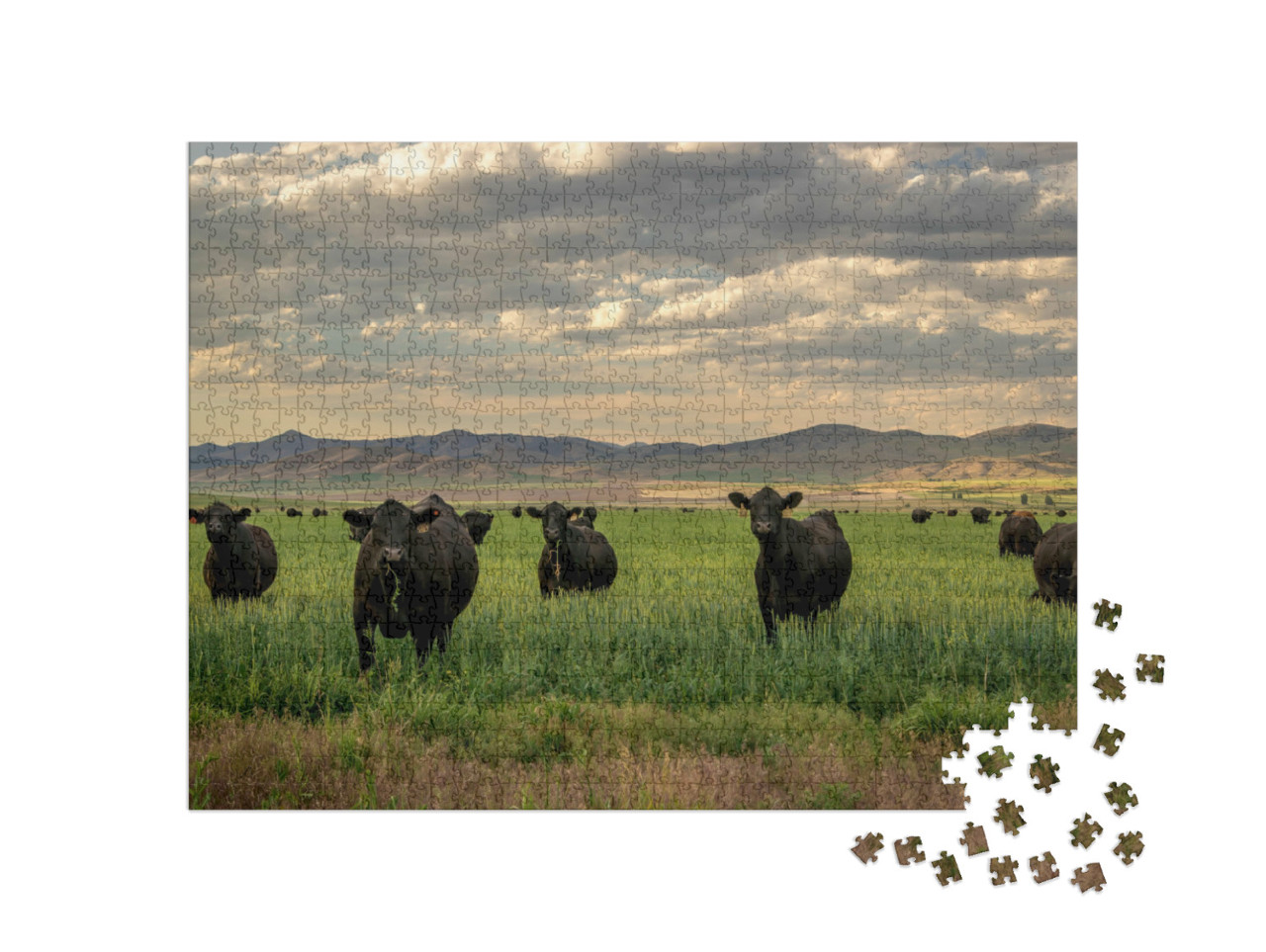 Puzzle 1000 Teile „Herde von Black-Angus-Rindern im Grasfeld“