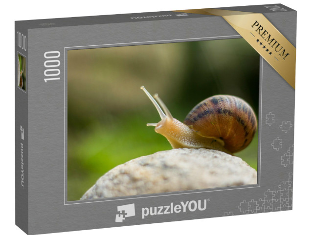 Puzzle 1000 Teile „Neugierige kleine Weinbergschnecke“