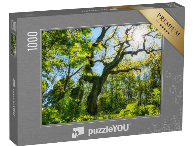 Puzzle 1000 Teile „Wunderbare alte Eiche im Nationalpark Hainich“