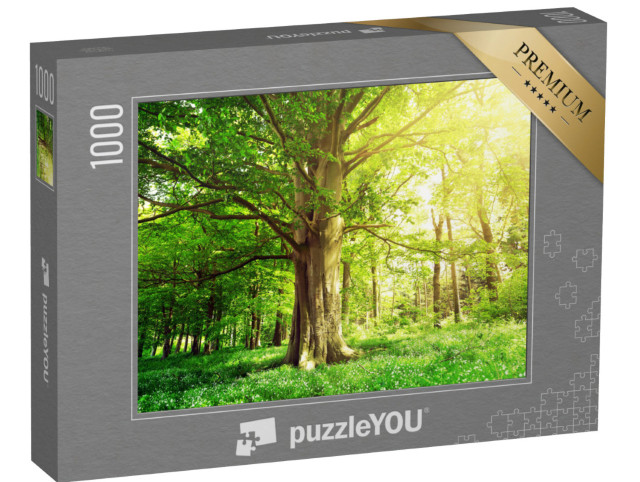 Puzzle 1000 Teile „Buchenwald mit einem alten Baum im Sonnenlicht“