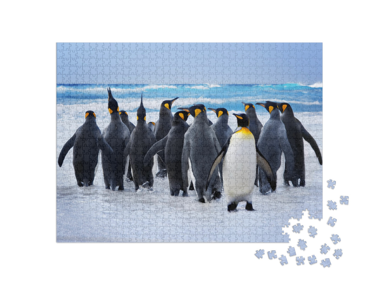 Puzzle 1000 Teile „Königspinguine auf dem Weg zum Wasser auf den Falklandinseln“