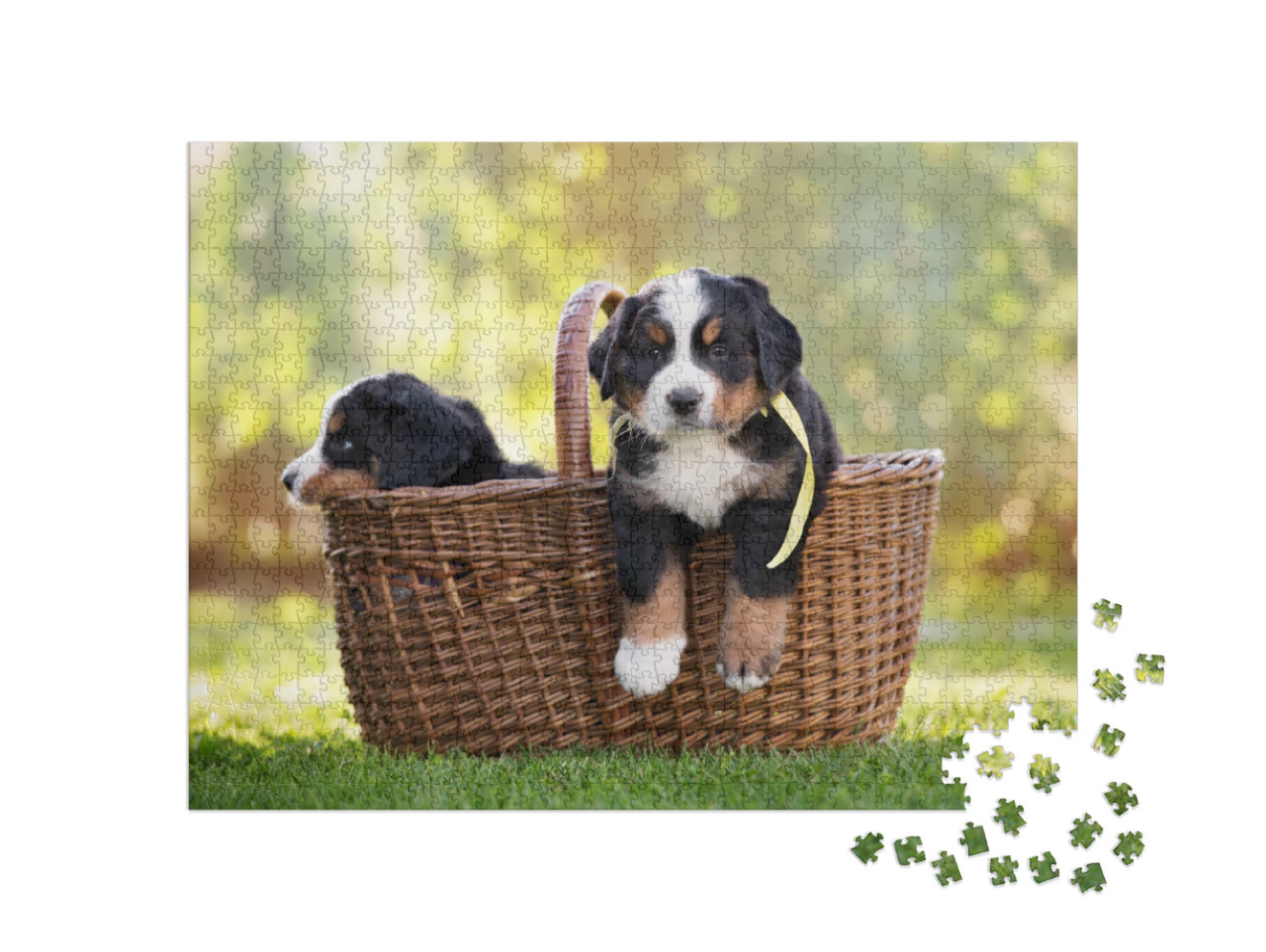 Puzzle 1000 Teile „Berner Sennenhund in einem Korb im Freien“