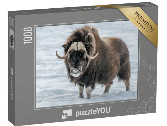 Puzzle 1000 Teile „Moschusochse im Schnee“
