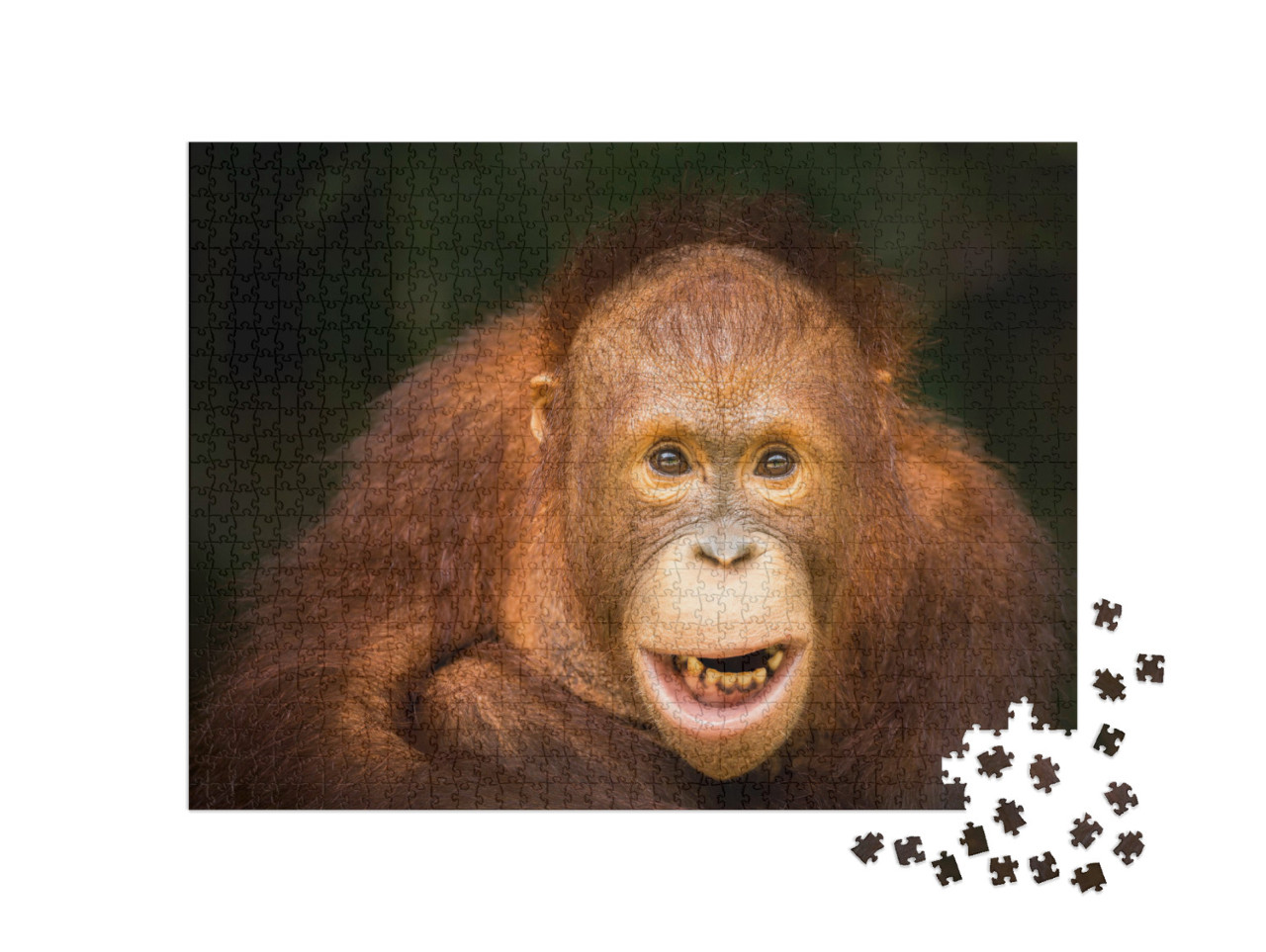 Puzzle 1000 Teile „Orang-Utan“