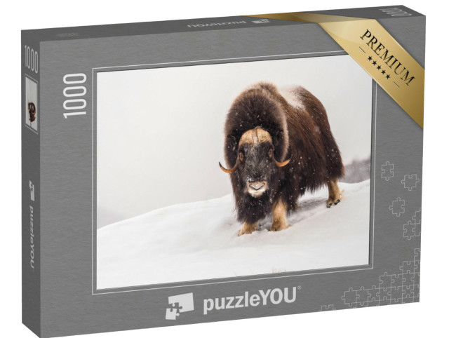 Puzzle 1000 Teile „Moschusochse im arktischen Winter“