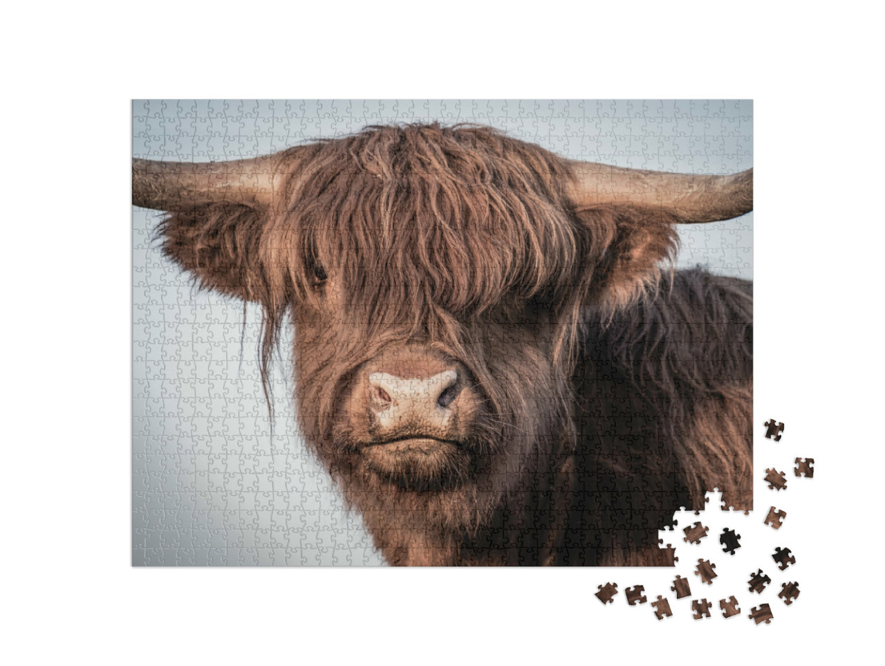 Puzzle 1000 Teile „Portrait eines schottischen Hochlandrindes“