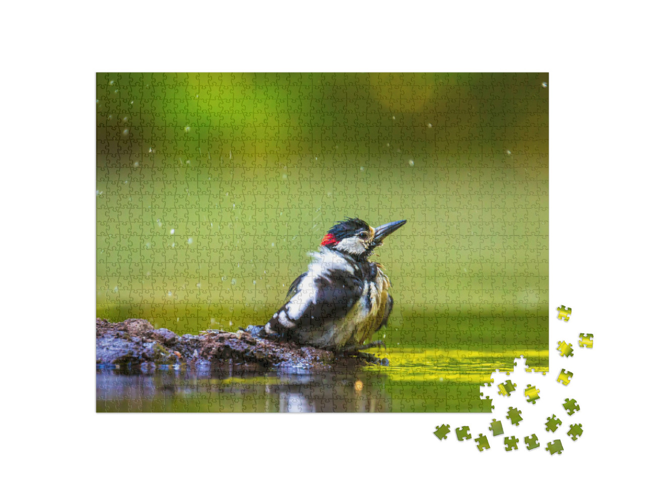Puzzle 1000 Teile „Nahaufnahme eines Buntspechts beim Bad im Wald“