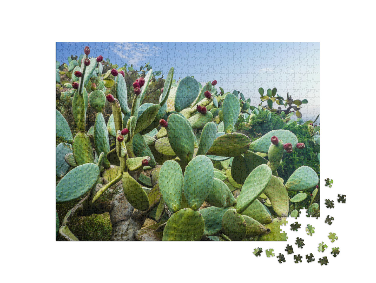 Puzzle 1000 Teile „Kaktusfeld bei Mexiko-Stadt“