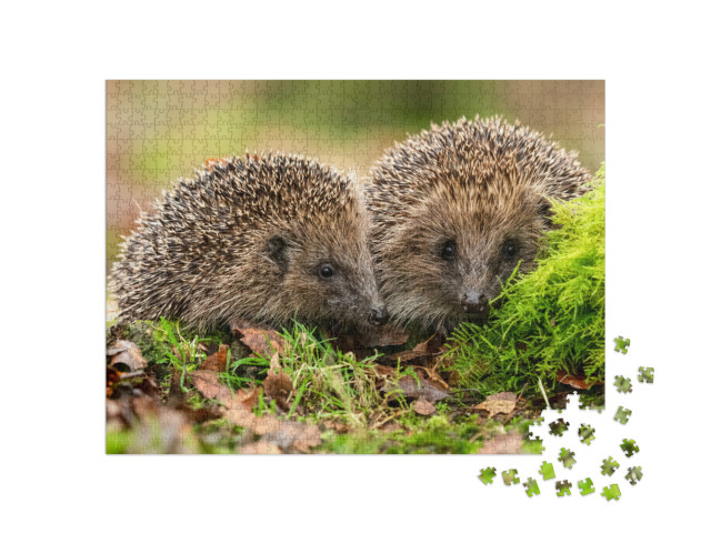 Puzzle 1000 Teile „Zwei Igel im Moos und Laub“
