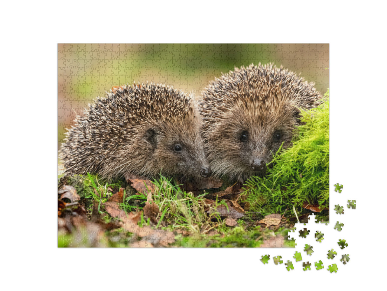 Puzzle 1000 Teile „Zwei Igel im Moos und Laub“