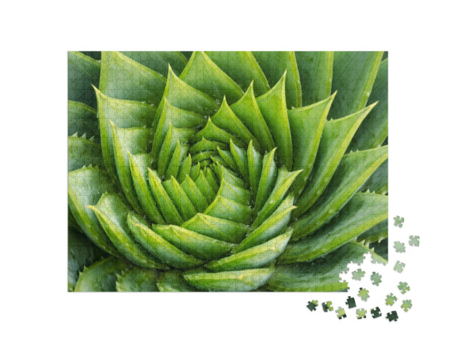 Puzzle 1000 Teile „Aloe vera mit Wassertropfen, Nahaufnahme“