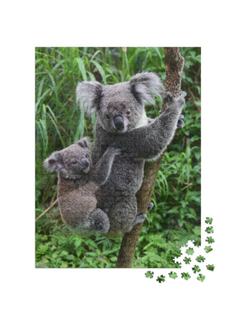 Puzzle 1000 Teile „Koala-Baby auf dem Rücken seiner Mutter im Zoo von Taipeh, Taiwan“