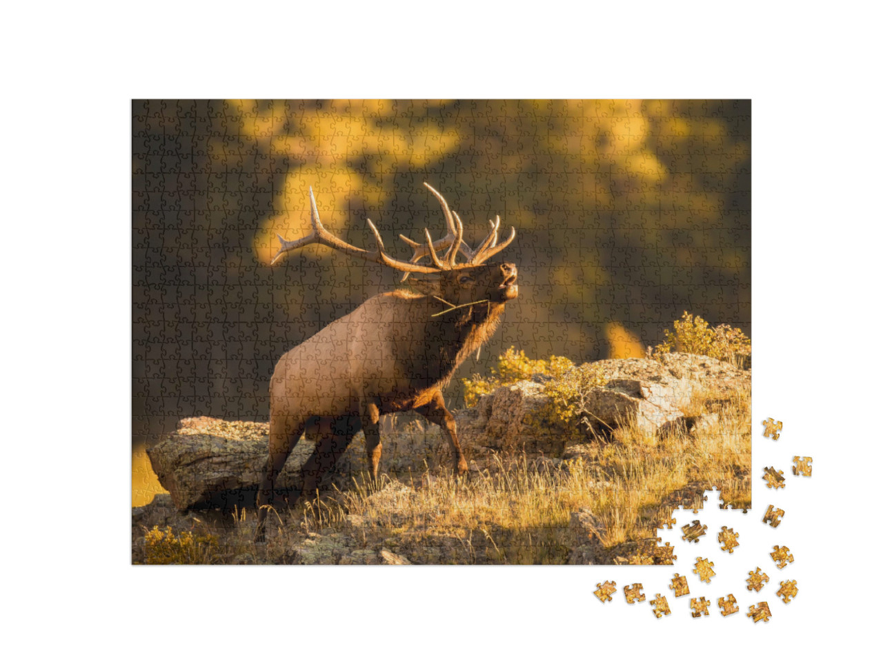 Puzzle 1000 Teile „Ein Elchbulle, der nach seiner Partnerin ruft“