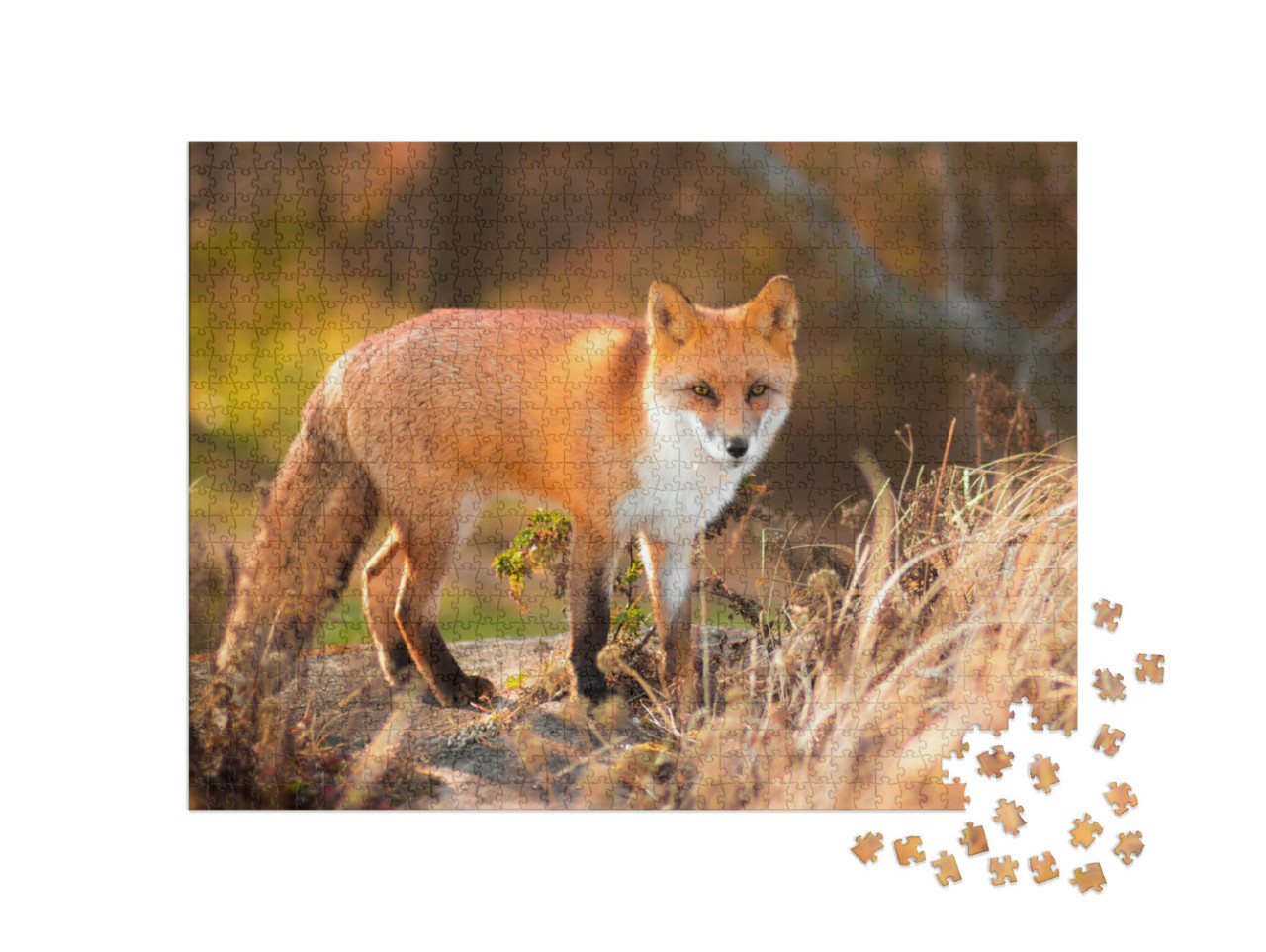 Puzzle 1000 Teile „Rotfuchs in der Natur“