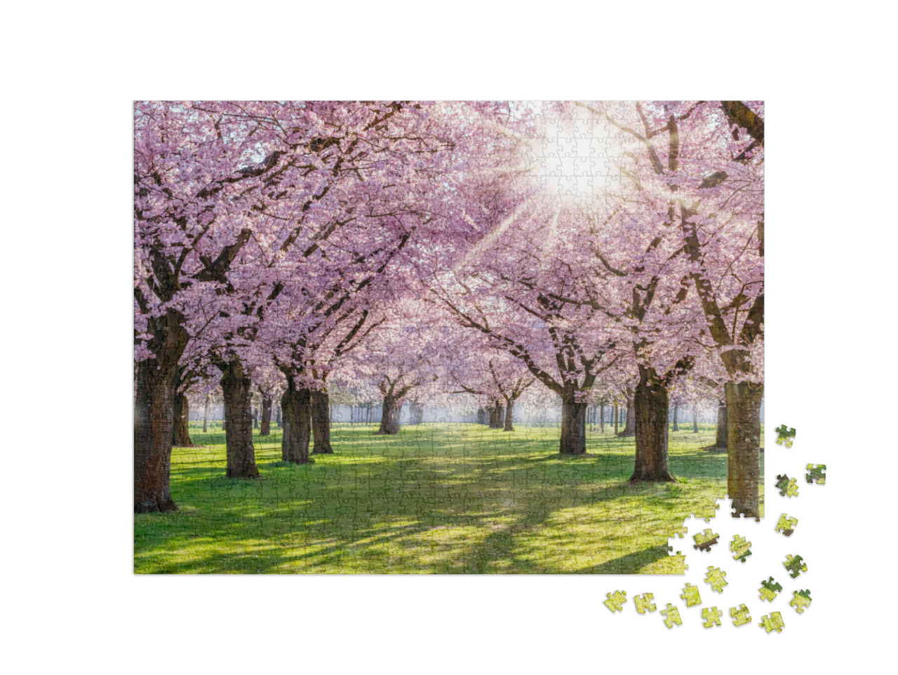 Puzzle 1000 Teile „Kirschblüte und Sonnenlicht im Park, Deutschland“