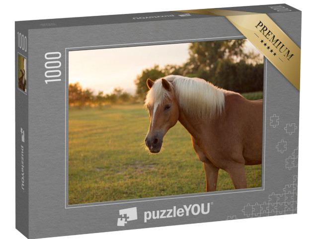 Puzzle 1000 Teile „Palomino Haflinger Pferd auf einer Weide“